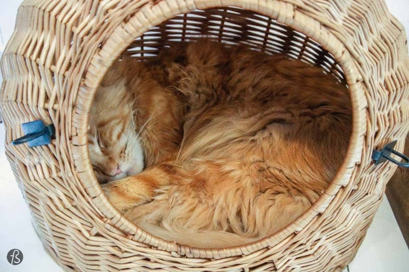 What if you are traveling through the beautiful Budapest and you have a sudden urge to admire some random fluffy felines? We present you the super cozy Cat Café Budapest. It’s not a secret that Fotostrasse loves cats, so when we heard about this place, we just needed to check it out.