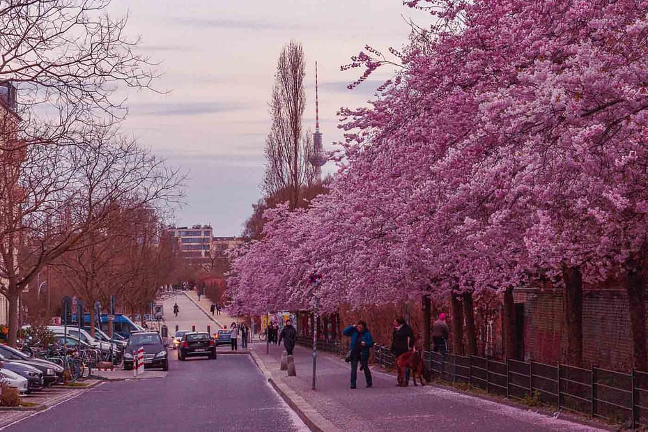 Berlin is synonymous with its cutting-edge art scene, historical landmarks, and pulsating nightlife, transforming pink each spring. As the chill of winter fades away, a blush of pink and white sweeps across the city streets, signaling the arrival of the much-anticipated cherry blossom season. For locals and tourists alike, Cherry Blossom in Berlin has become a certain mantra, a quest to witness nature's ephemeral masterpiece. And I'm here to share with you what I learned about it!