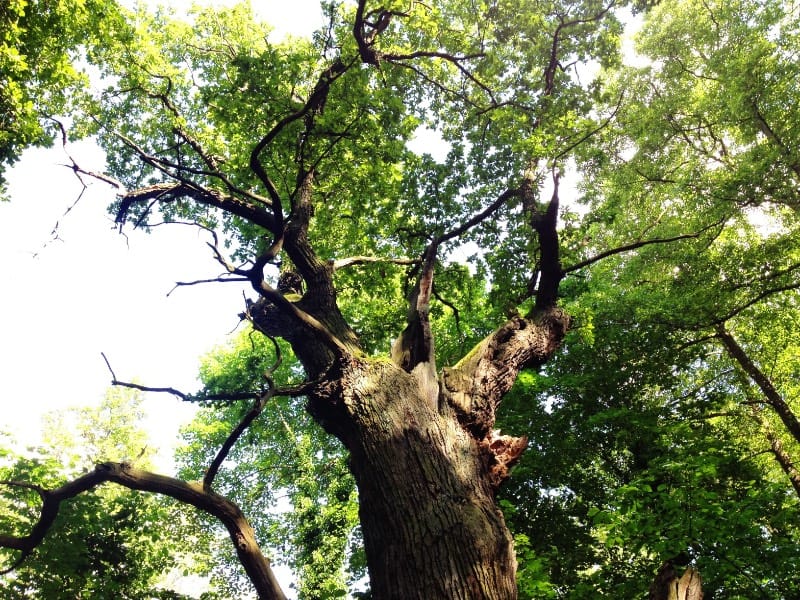Dicke Marie is the name of this tree, and it has been here for quite some time. Some 900 years depending on what you believe. Since we chose to believe in that, 900 years it is. When this tree first set the roots on the sandy shores of Tegeler See, there were still bears around the forests. When Berlin got its first mention back in 1244, Dicke Marie was more significant than most of the house in the city, and it saw the medieval Berlin grow.