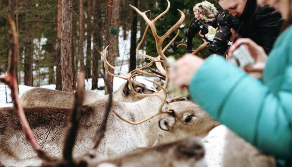 Since I just brought you over to Espoo, you have to enjoy the fact that you are close to the only place in the south of Finland where you can feed and pet reindeer. Since those animals are usually found only in the north of the country, the fact that a place like Sea & Mountain Adventures exists is more than special.